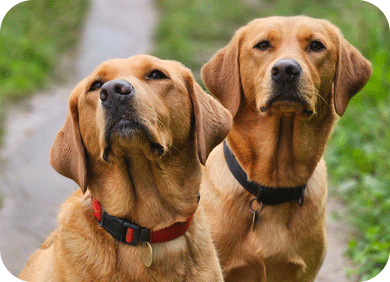 Altrincham Dog Walker Reviews